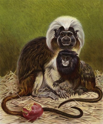 Uistitì pigmeo e tamarino negro da English School